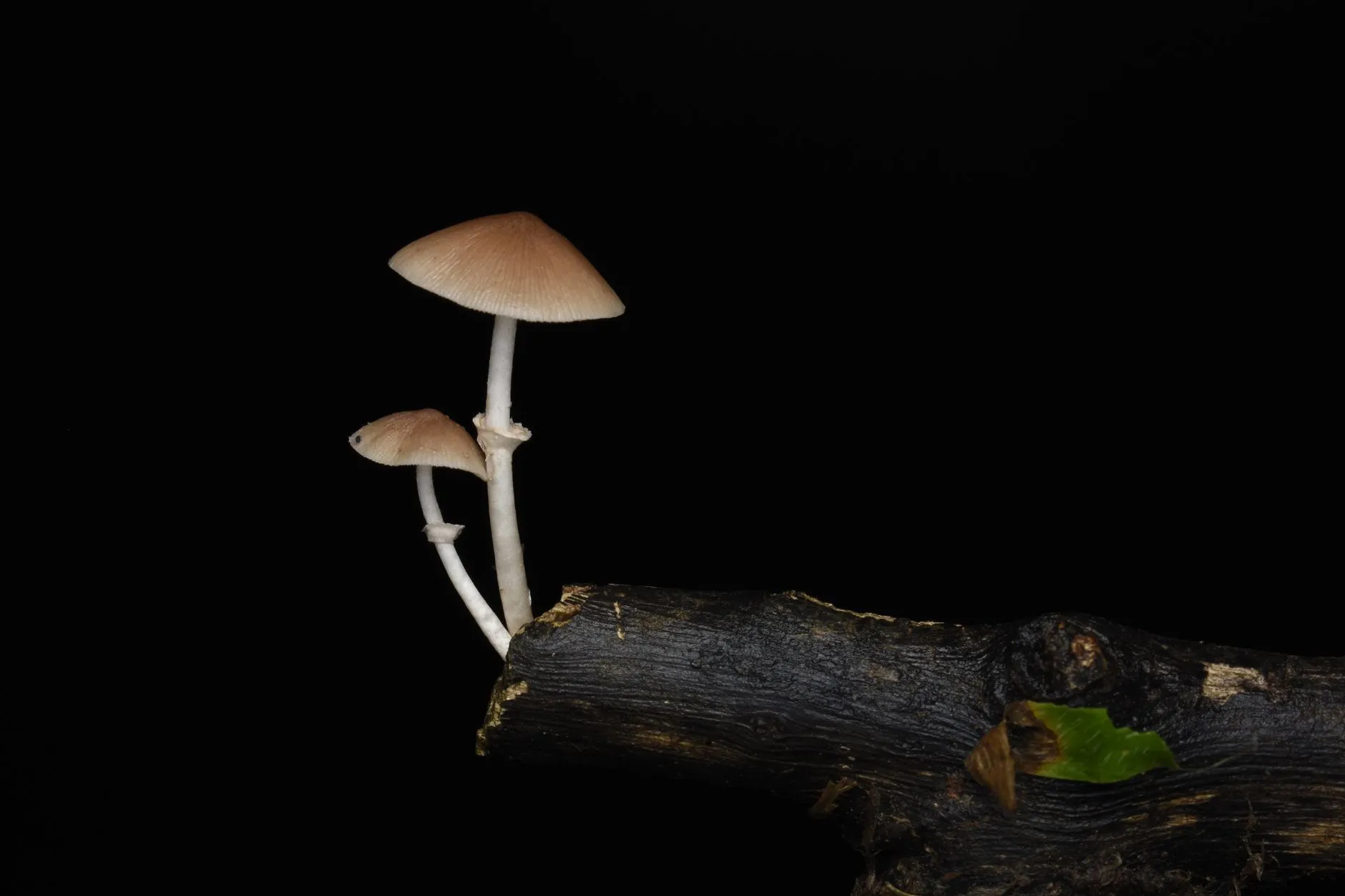 山西成宜机械设备：矿用输送带托辊选型与滚筒皮带扣配套方案解析